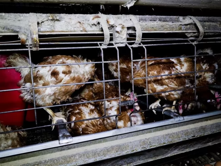 Lyon : L214 s’attaque aux conditions d’élevage de poules pondeuses