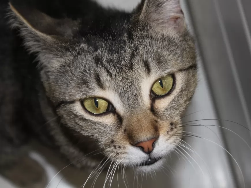 Victime de tirs de plombs, un chat euthanasié près de Lyon