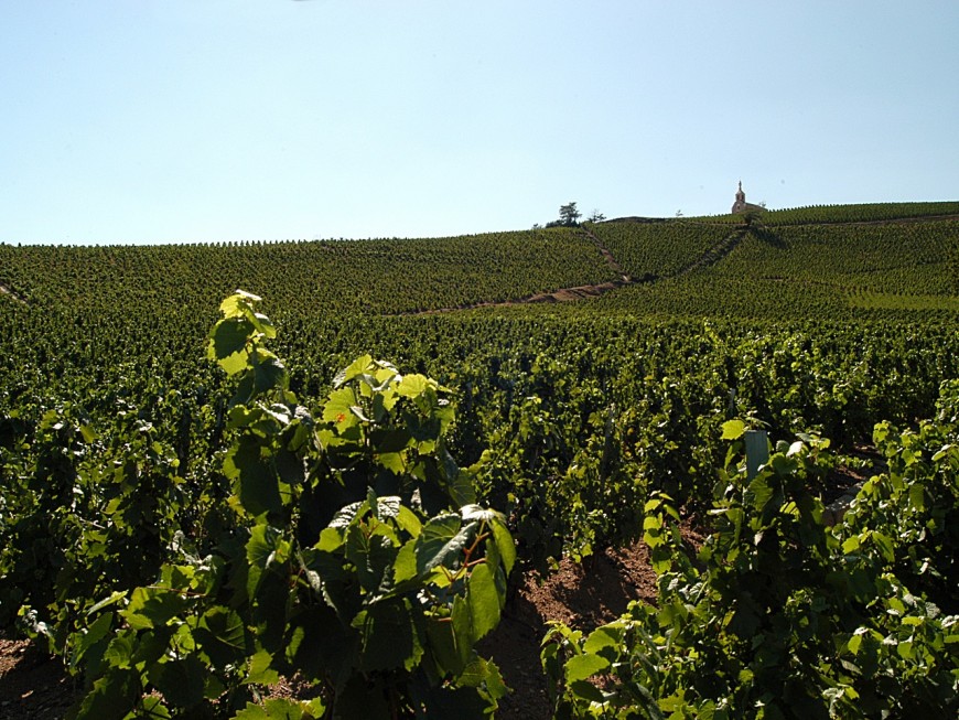 Le Beaujolais, premier vignoble du monde &agrave; obtenir le titre de &quot;G&eacute;oparc mondial de l'UNESCO&quot;