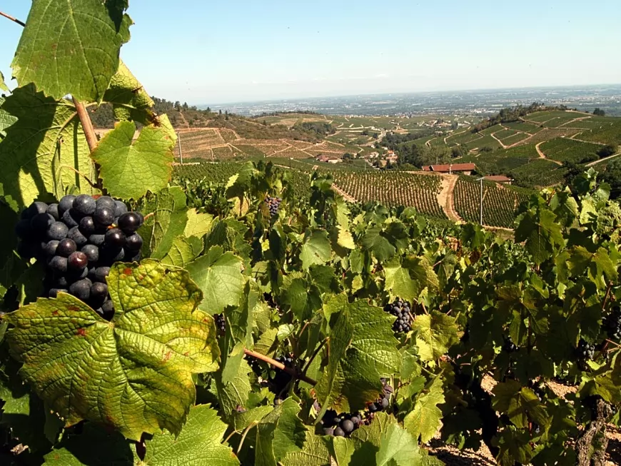 Gr&ecirc;le : entre 20% et 50% des vignes touch&eacute;es dans le sud-Beaujolais