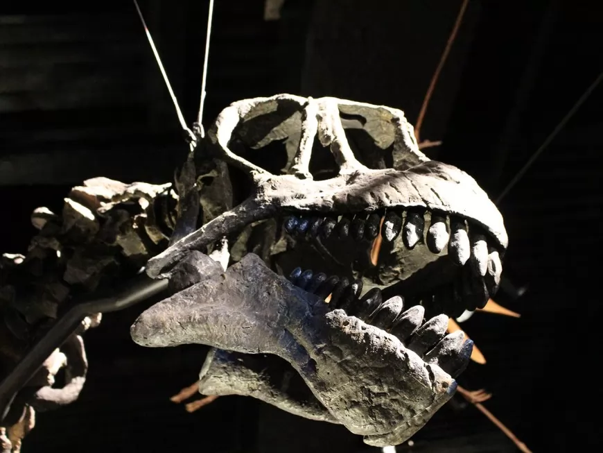 Trafic de fossiles et de dinosaures : l'enquête lyonnaise annulée par la justice