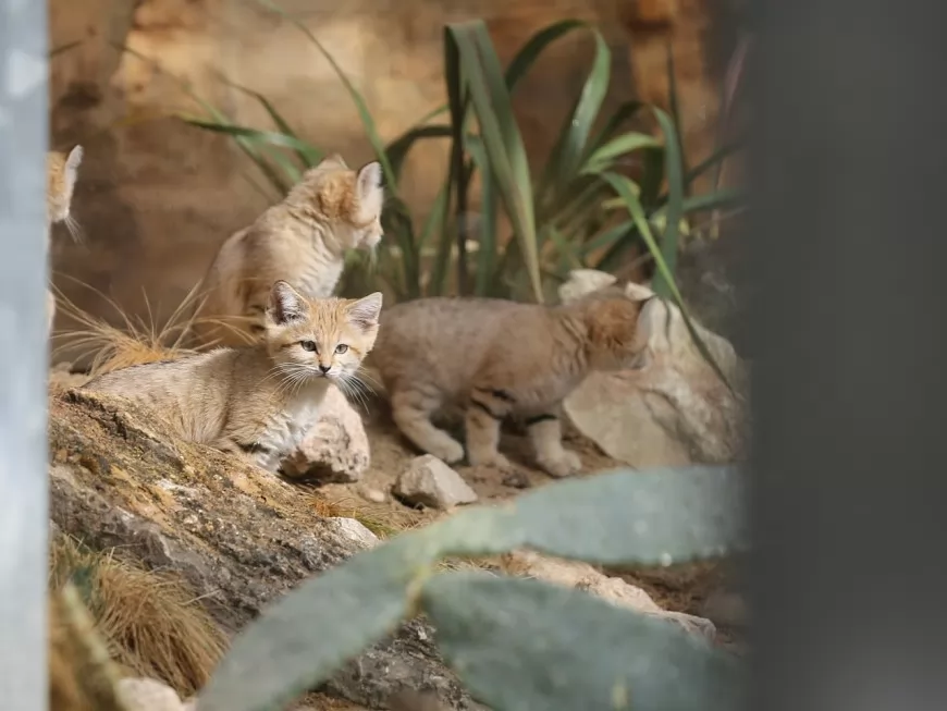 Fermeture du zoo du parc de la Tête d’Or ? Les écologistes précisent leur projet