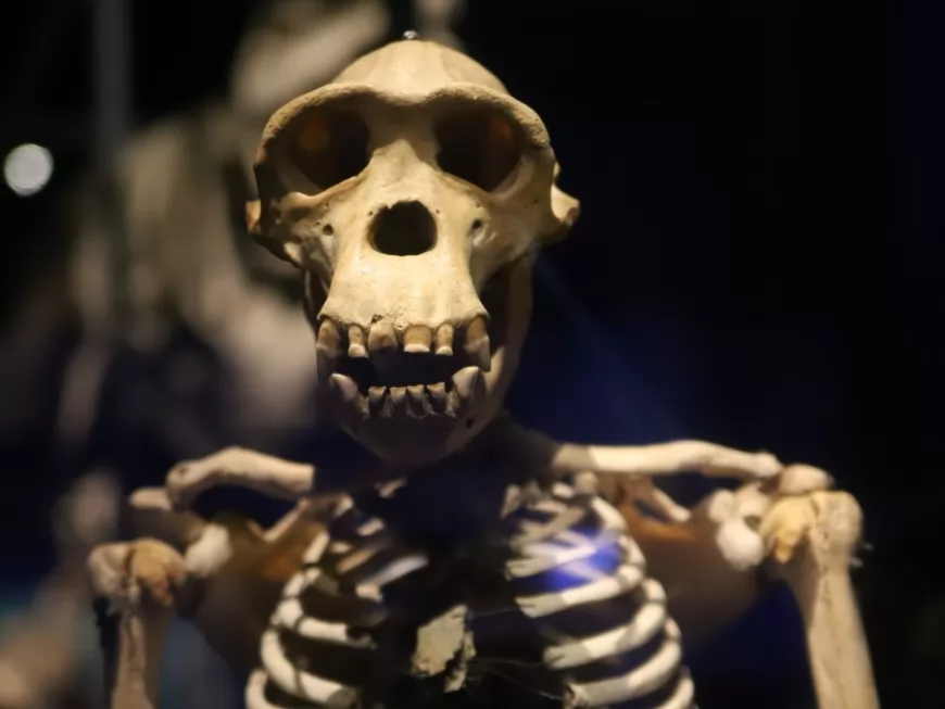 Musée des Confluences : une exposition sur l'utilisation de l'os à travers le temps - VIDEO