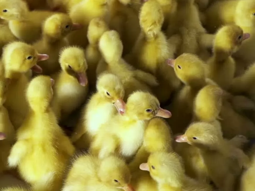 Foie gras : la nouvelle vidéo choc des lyonnais de L214 dans un lycée agricole