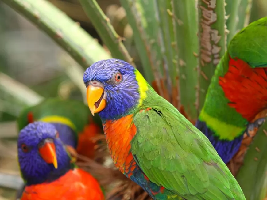 De nouveaux pensionnaires australiens au Parc des Oiseaux