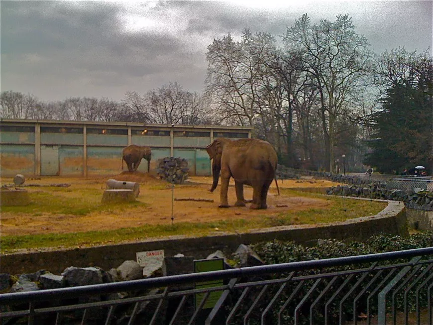 Il n’y aura bientôt plus d’éléphants au Parc de la Tête d’Or