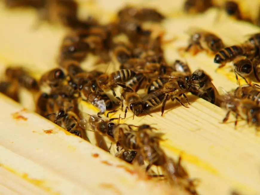 Lyon : les assises nationales des insectes pollinisateurs sont ouvertes !