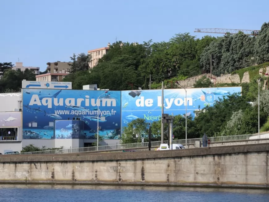 Aquarium de Lyon : trois requins d’une espèce quasi menacée sont nés