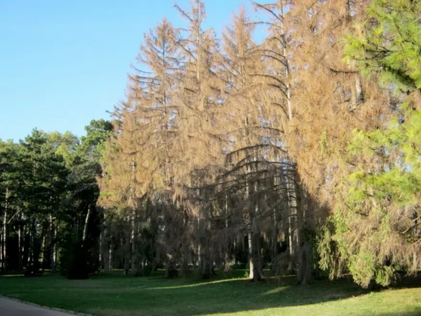 180 arbres malades abattus dans plusieurs parcs de la Ville de Lyon