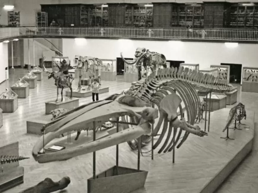 La baleine du musée des Confluences va retrouver son public