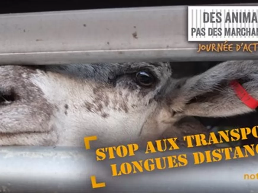 Une manifestation contre les transports d&rsquo;animaux ce lundi &agrave; Lyon