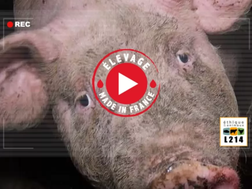 Des cochons élevés au milieu de rats morts : nouvelle vidéo choc des lyonnais de L214