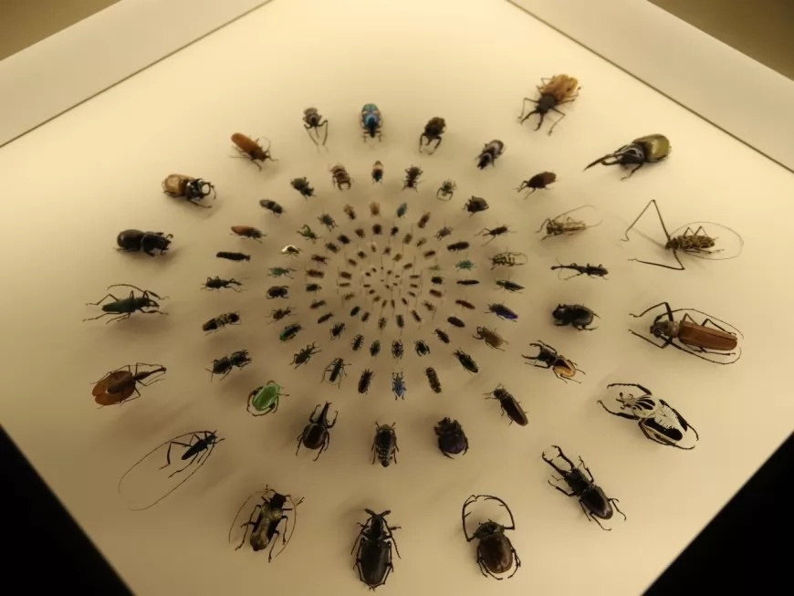 Des coléoptères envahissent le Musée de Confluences
