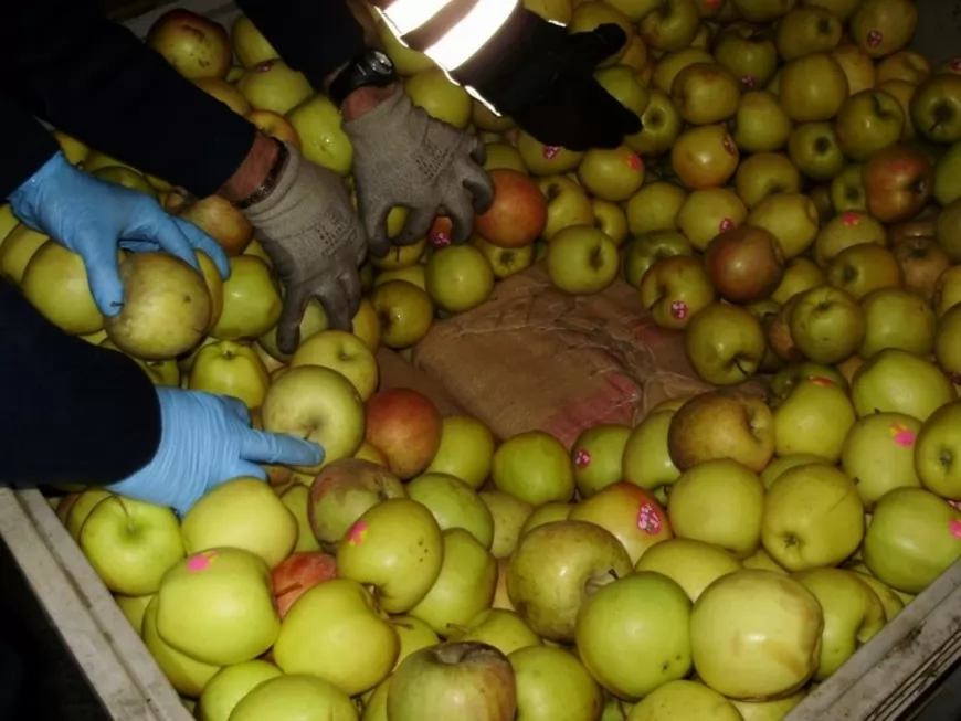 Lyon : 13 tonnes de fruits servant à cacher des stupéfiants remis à la Banque alimentaire