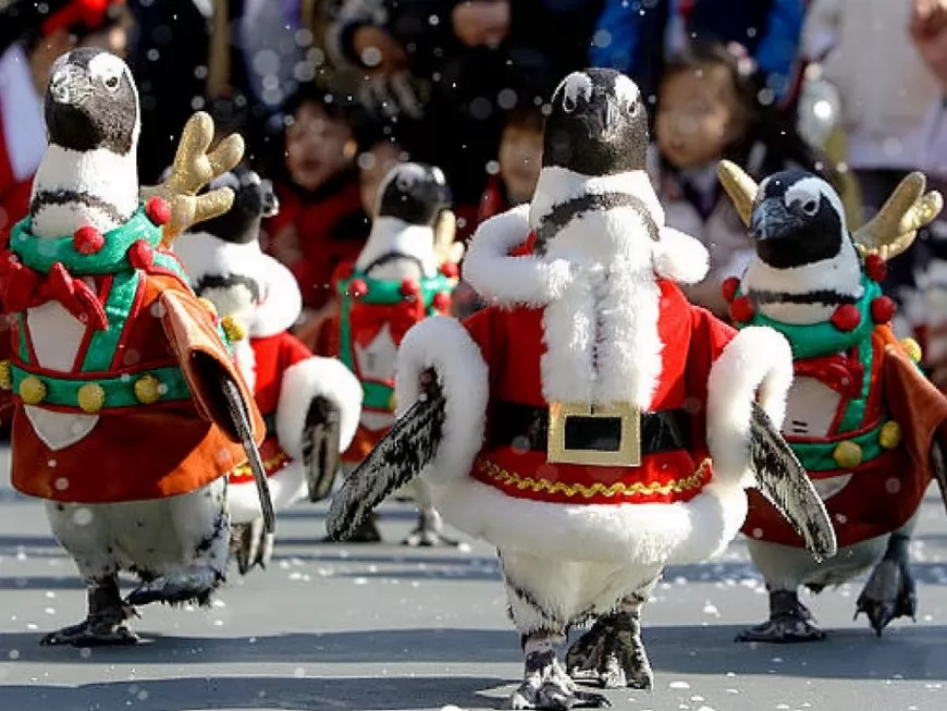 De nouveaux pingouins de Noël installés à Genas, 2 semaines après leur rapt