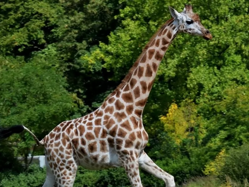 Le zoo du Parc de la T&ecirc;te d'Or perd sa doyenne des girafes