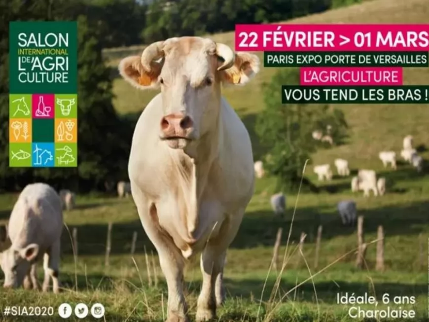 Idéale, vache égérie du salon de l’agriculture, arrive tout droit du Rhône !
