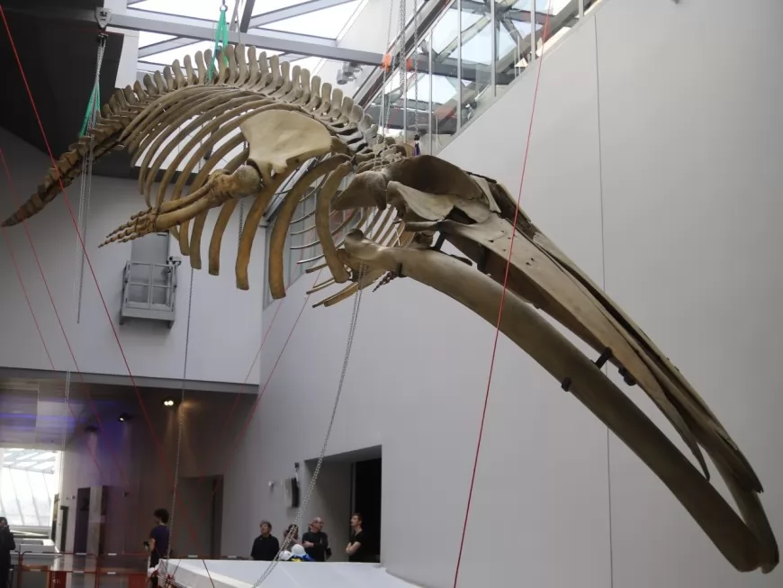 Un squelette de baleine investit le musée des Confluences