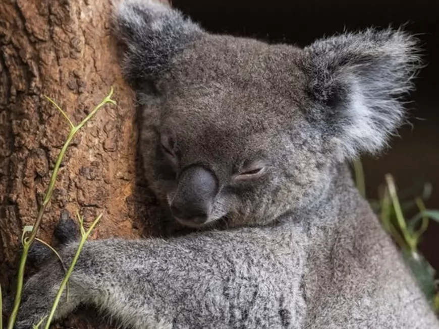 Lyon : des soignants de la clinique du Parc lancent une cagnotte pour les koalas en Australie