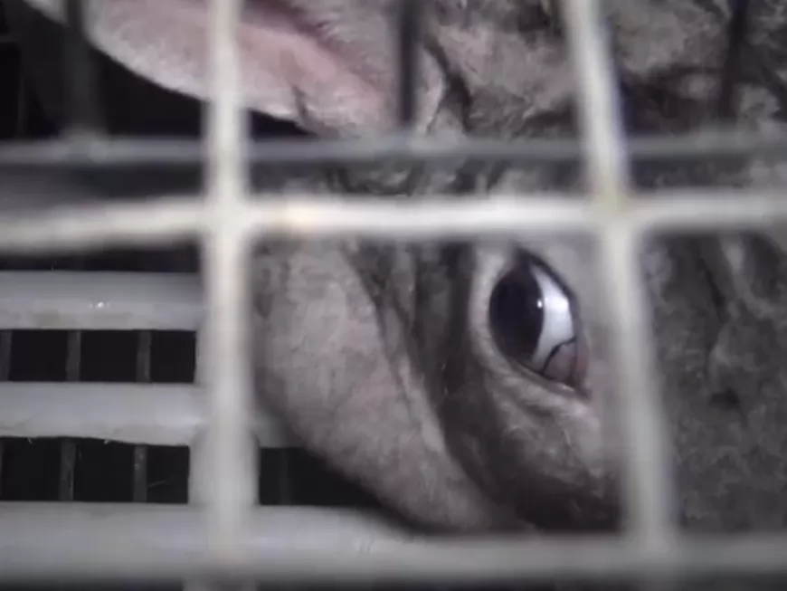 Les Lyonnais de L214 dévoilent une nouvelle vidéo choc sur la fourrure de luxe des lapins