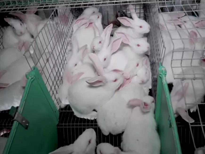 Lapins entassés dans des cages : une nouvelle vidéo choc de l’association lyonnaise L214