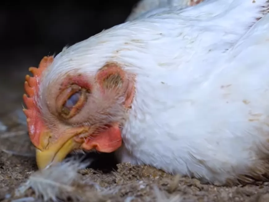 Une nouvelle vidéo choc de L214 dans un élevage de poulets
