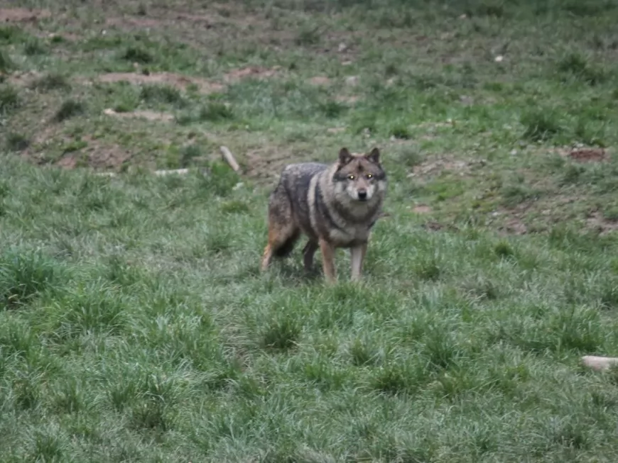 La présence d’un loup détectée à quelques kilomètres du Rhône