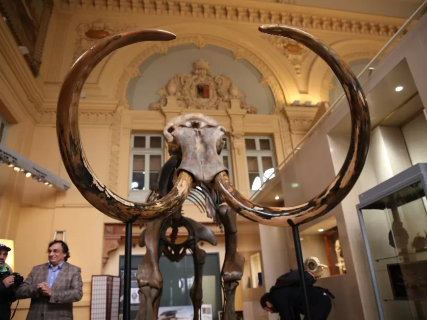 La société SOPREMA s’adjuge le squelette de mammouth pour 430 000 euros