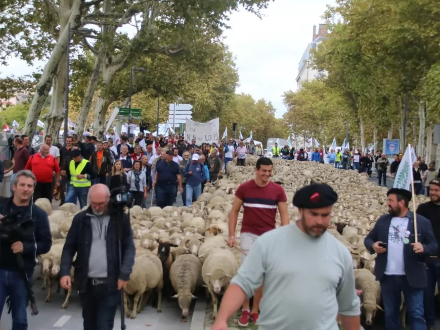Un millier d’éleveurs réunis à Lyon pour dénoncer le Plan loup