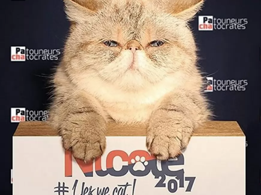 Nicole, la chatte lyonnaise, qui voulait devenir présidente de la République !