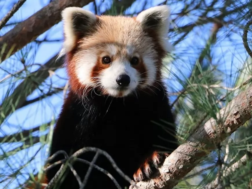 Un panda roux échappé d’un zoo aperçu dans le Rhône