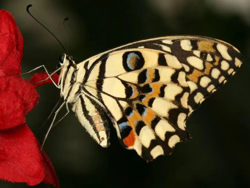 Un lâcher de papillons pour sauver les buis de Villeurbanne