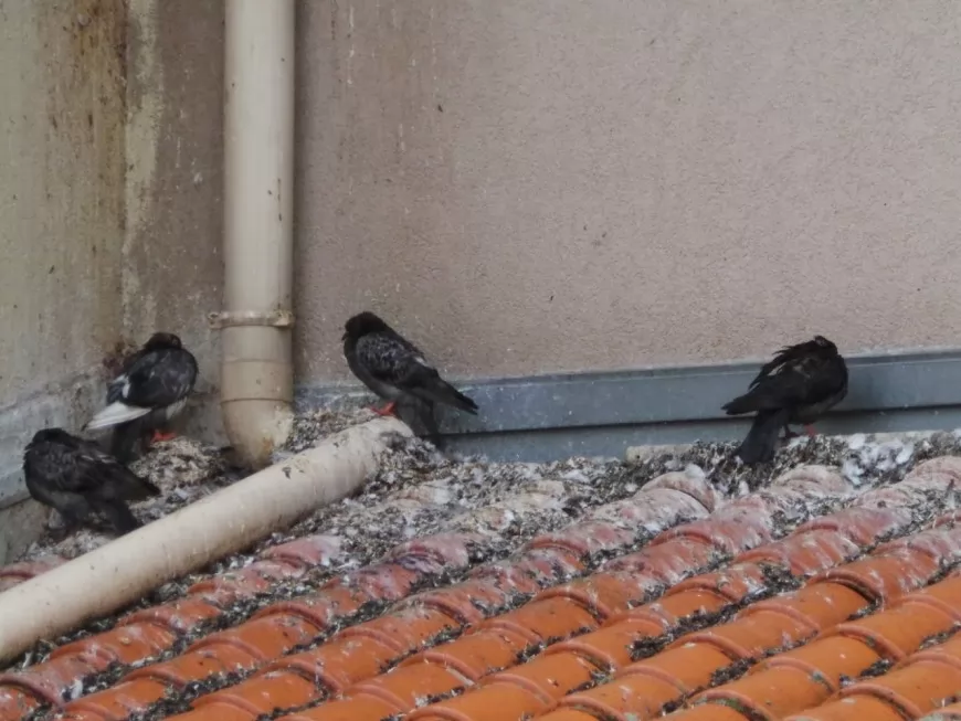 Submergés de pigeons et de fiente, des résidents de HLM à bout près de Lyon