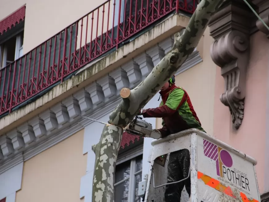 Lyon : Les arbres du quai Saint-Antoine se font faire une nouvelle coupe