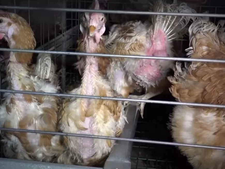 Lyon : une nouvelle vidéo choc de l'association L214 dans un élevage de poules