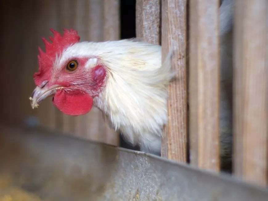 77 000 poules abattues dans la région lyonnaise : les éleveurs manifestent ce mardi devant la Préfecture