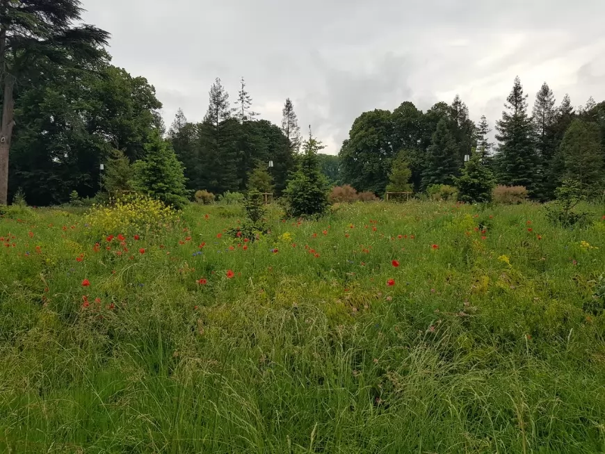 Moins de pelouses tondues : Lyon expérimente une nouvelle gestion de ses espaces verts