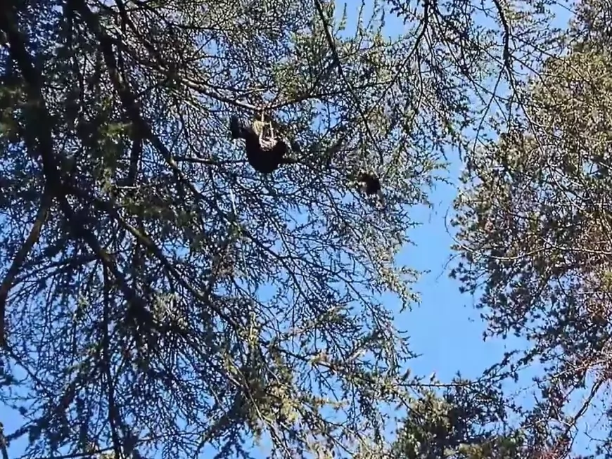 Personne n'a voulu sauver Pompon, le chat coincé 5 semaines en haut d'un arbre