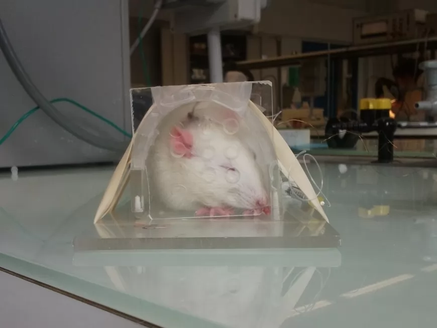 Expérimentation animale : l'éthique de l'IUT Lyon 1 remise en question par une ancienne étudiante