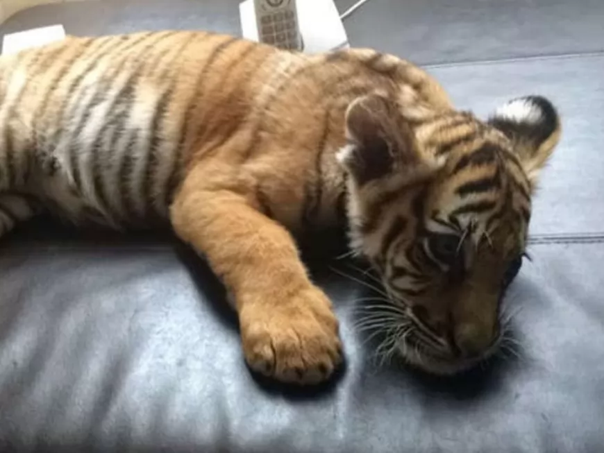 Les caïds l’utilisaient pour des selfies, le bébé tigre pris en charge près de Lyon