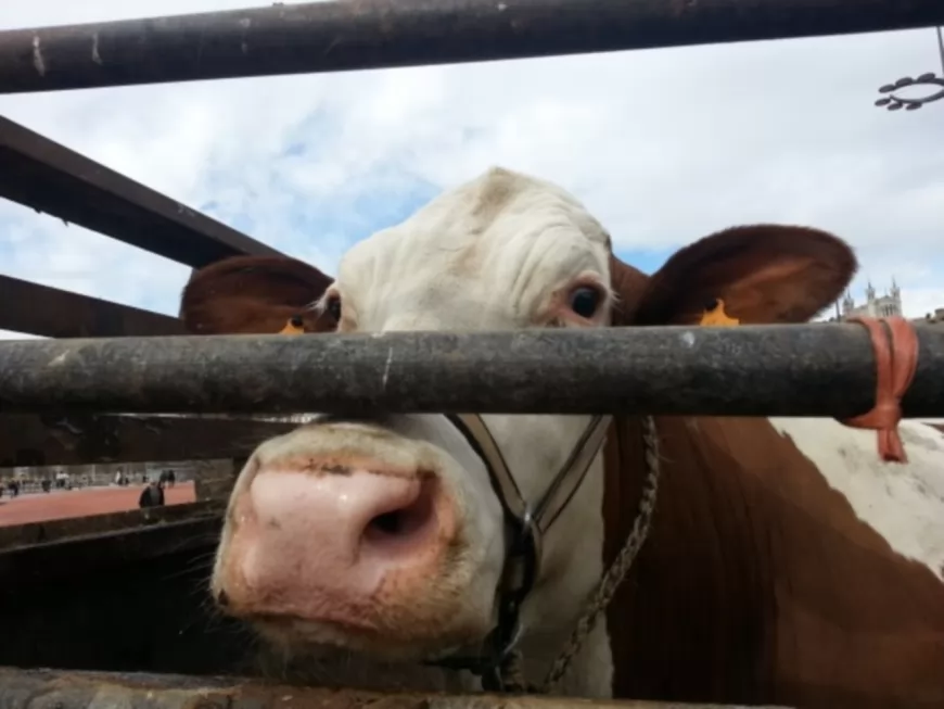 Rhône : une pétition pour la vache rebelle qui ne voulait pas aller à l’abattoir