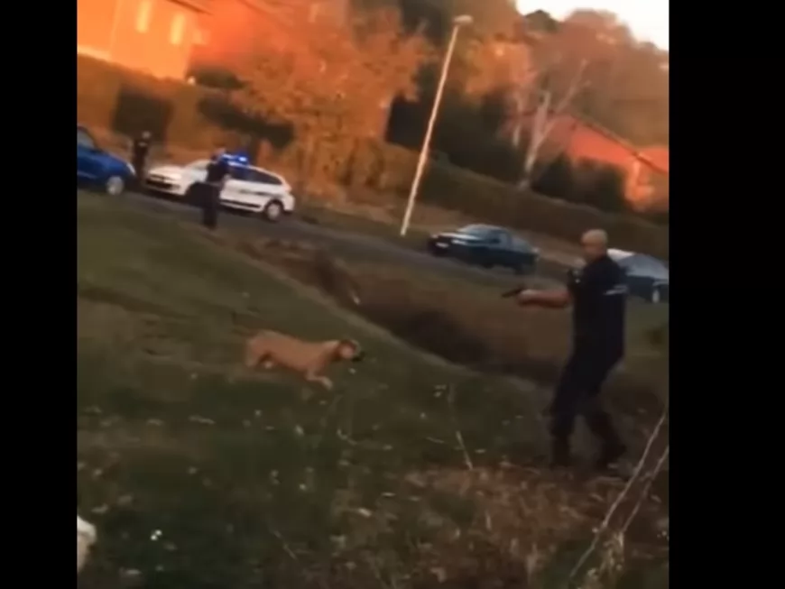 La police tire sur un chien dangereux près de Lyon, l'animal euthanasié (VIDEO)
