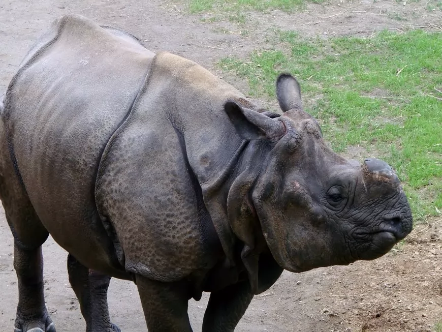 Touroparc accueille une femelle rhinocéros indien
