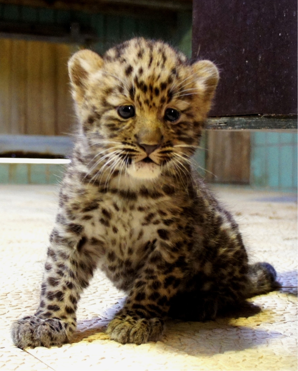 Lyon : Naissance d'une panthère de l'Amour au zoo du Parc de la Tête d'or