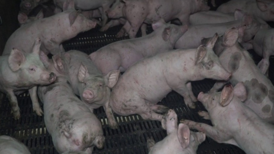 Lyon : L214 ou la préfecture de l’Allier, qui ment ?