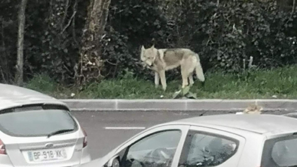 Près de Lyon : le retour du faux loup de Caluire