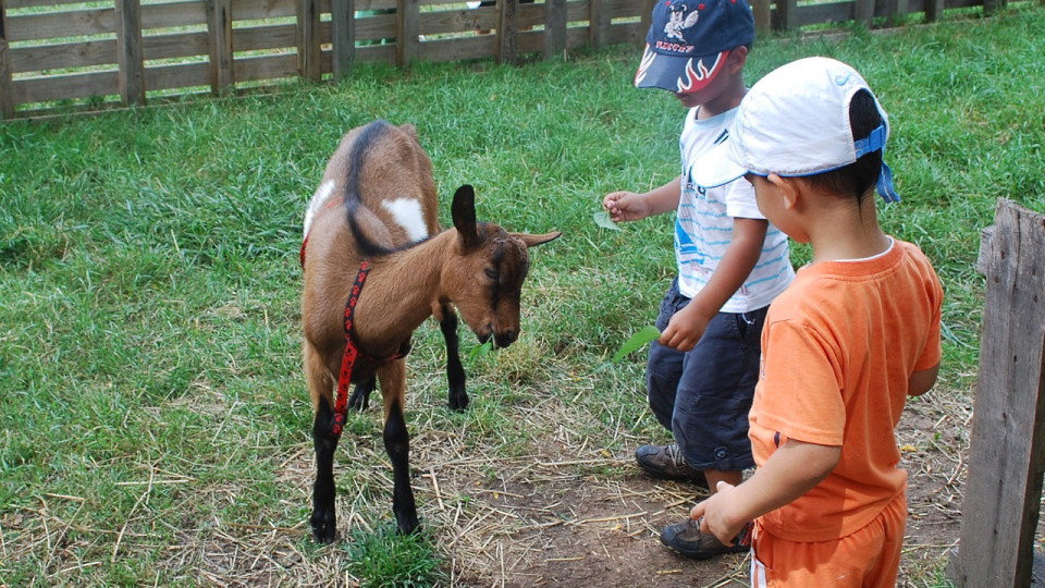 La Ville de Lyon va aider au lancement d'une premi&egrave;re ferme p&eacute;dagogique &agrave; la Croix-Rousse