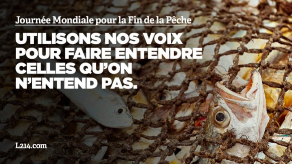 Lyon : un happening de L214 ce samedi à l'occasion de la journée mondiale pour la fin de la pêche