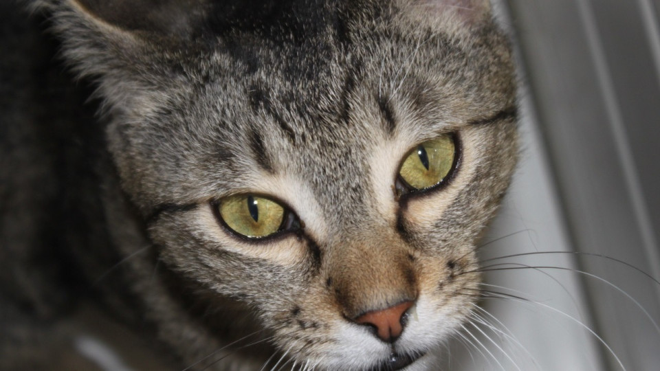 Près de Lyon : un chat coincé dans un immeuble, à cinq jours de sa destruction