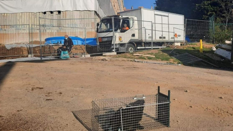 Près de Lyon : sauvetage du chat coincé dans un immeuble, à quatre jours de sa destruction